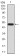 Rab3a Primary Antibody MP30870 [M6D1A12]