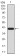 NTRK2 Primary Antibody MP30882 [M8D2E8]