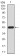 RAD52 Primary Antibody MP30896 [M5E11B2]