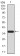 FBXL10 Primary Antibody MP30916 [M3B7D11]