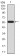 HOXA9 Primary Antibody MP30919 [M5C7C6]