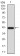 SIRT3 Primary Antibody MP30921 [M6B2A1]