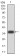FOXM1 Primary Antibody MP30922 [M6F11A8]
