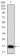 TSHB Primary Antibody MP30942 [M1D12G1]