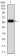 HDAC6 Primary Antibody MP30964 [M4G6F9]