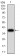 RAD21 Primary Antibody MP30969 [M1B6D1]