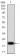 VEGFA Primary Antibody MP30971 [M6G5B5]