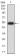 DNMT3L Primary Antibody MP30988 [M5H4A5]
