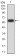 DNMT1 Primary Antibody MP30991 [M1D5G2]