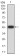 AKT1 Primary Antibody MP30997 [M1F7G2]