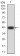 CDH11 Primary Antibody MP30998 [M4E12G10]