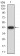 TRAF2 Primary Antibody MP31005 [M5C2C3]