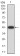 XRN2 Primary Antibody MP31011 [M7C5B10]