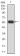 PTPN14 Primary Antibody MP31048 [M2B3H7]