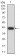 EIF5 Primary Antibody MP31053 [M6D6G6]