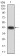 DDX58 Primary Antibody MP31069 [M4G1B6]
