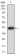 RBFOX3 Primary Antibody MP31082 [M1H3B2]