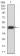 ZFP91 Primary Antibody MP31085 [M8C3D5]