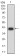 C1QA Primary Antibody MP31108 [M8B5B1]