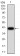 CCND1 Primary Antibody MP31137 [M3B6G3]