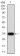 NS1 Primary Antibody MP31141 [M8E6E10]