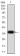 CIRBP Primary Antibody MP31147 [M6E12B3]
