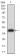 ADAMTS1 Primary Antibody MP31150 [M1G5D5]