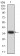 PAK3 Primary Antibody MP31172 [M4G8F11]