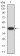 ARHGAP42 Primary Antibody MP31180 [M2F1A7]