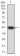 AEBP2 Primary Antibody MP31187 [M3E3C10]
