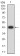 BCL2L10 Primary Antibody MP31214  [M8A11G12]