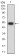 CHRNA5 Primary Antibody MP31251 [M8F11G8]