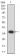 CTNNB1 Primary Antibody MP31277 [M7C5A2]