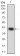 BTRC Primary Antibody MP31282 [M3D5E6]