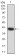 BATF Primary Antibody MP31300 [M7C8F3]