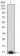 P2RY8 Primary Antibody MP31307 [M1G5A11]