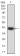 F2R Primary Antibody MP31314 [M5E2G12]