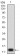 P2RY1 Primary Antibody MP31320 [M4G5D6]