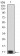 P2RY4 Primary Antibody  MP31328 [M3B4C11]