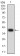 ELANE Primary Antibody MP31331  [M6B6B10]