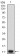 P2RY14 Primary Antibody MP31333 [M5A3F1]
