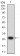 Dynamin-2 Primary Antibody MP31336 [M3F5C7]