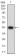 GRM2 Primary Antibody MP31340 [M6E4F6]