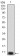 P2RY12 Primary Antibody MP31350 [M1C2A9]