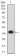 PLXNA1 Primary Antibody MP31355 [M7B8H9]