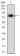 B7H3 Primary Antibody MP31370 [M5E1D9]