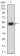 CD129 Primary Antibody MP31412 [M4A11H2]