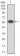 CD1B Primary Antibody MP31419 [M1D6B7]