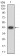 TLL1 Primary Antibody MP31435 [M4H8C9]