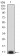 P2RY2 Primary Antibody  MP31442 [M4F11E7]